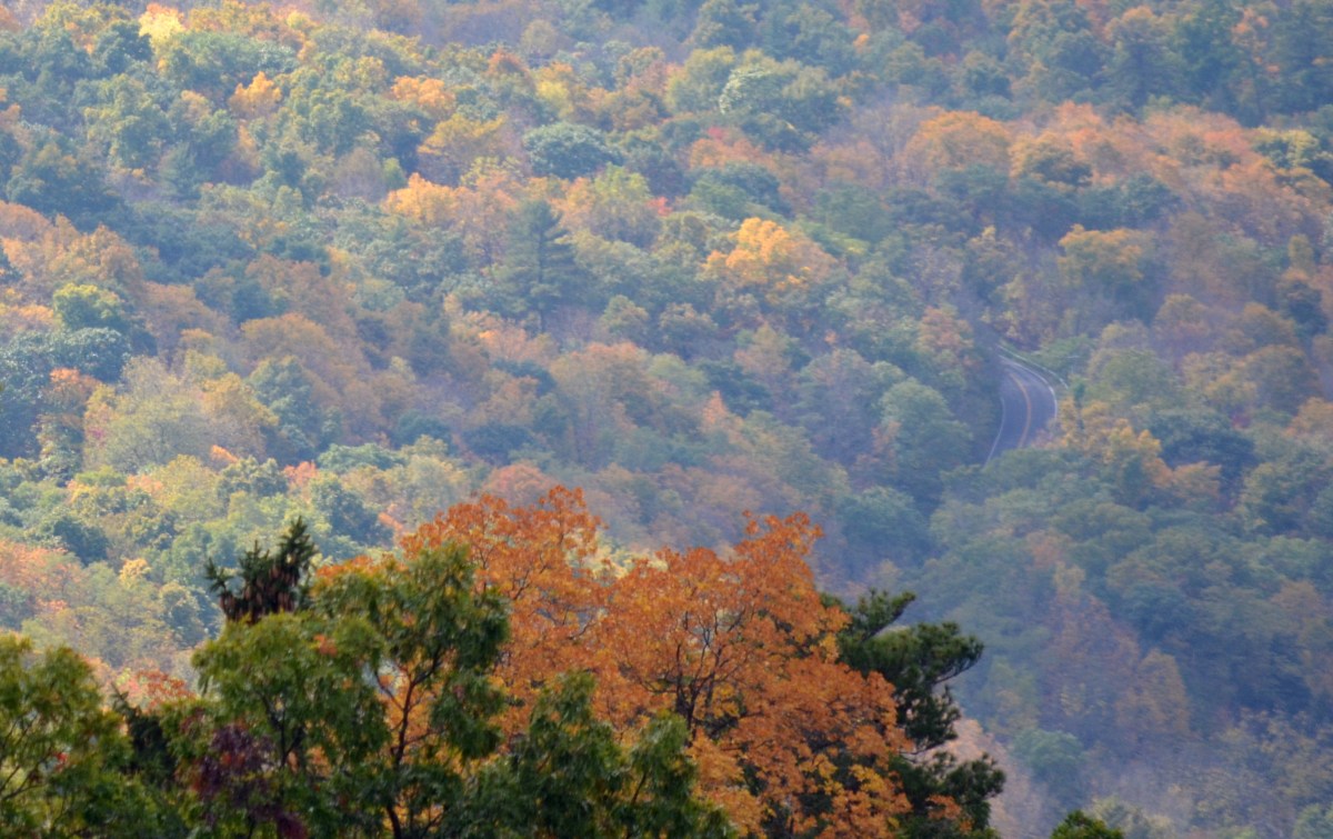 Photo of trees in Fall